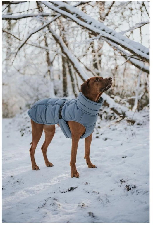 Hunter - Šuninis paltas Paxson Dachshund 33, mėlynas - (203512)