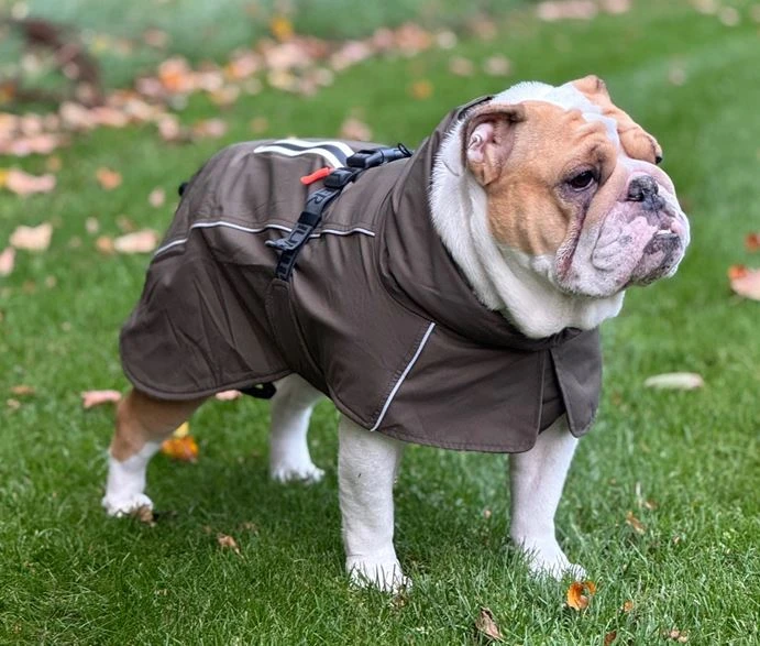 Hunter – šunų kailis Nordby Pug Fr Bulldog 40, alyvuogių – (203506)