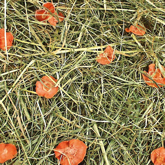 Jr Farm - kalnų pievų šienas su morkomis - 1,5kg