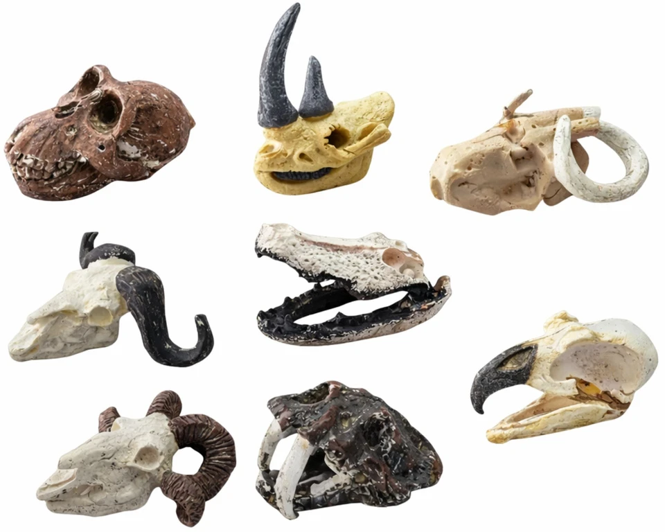 Lean Toys Archeologinių kasinėjimų rinkinys su kaukole