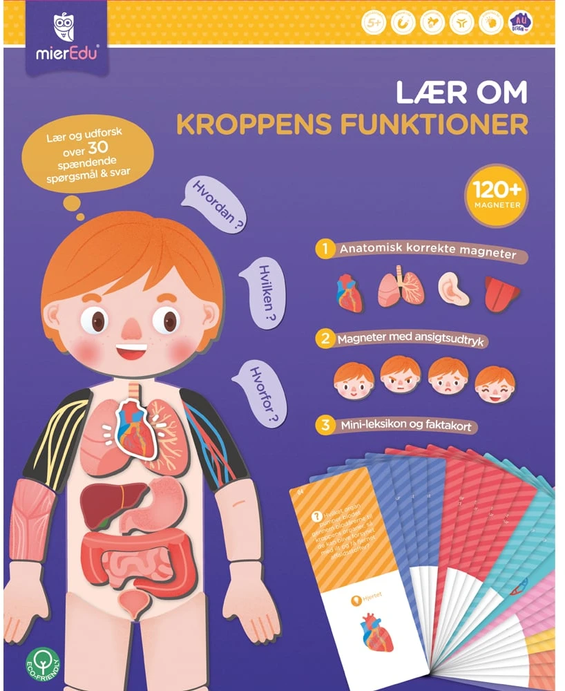 mierEdu – Magnetinė mokymosi dėžutė – Viskas apie kūną ir emocijas (danų kalba) – (ME097D)