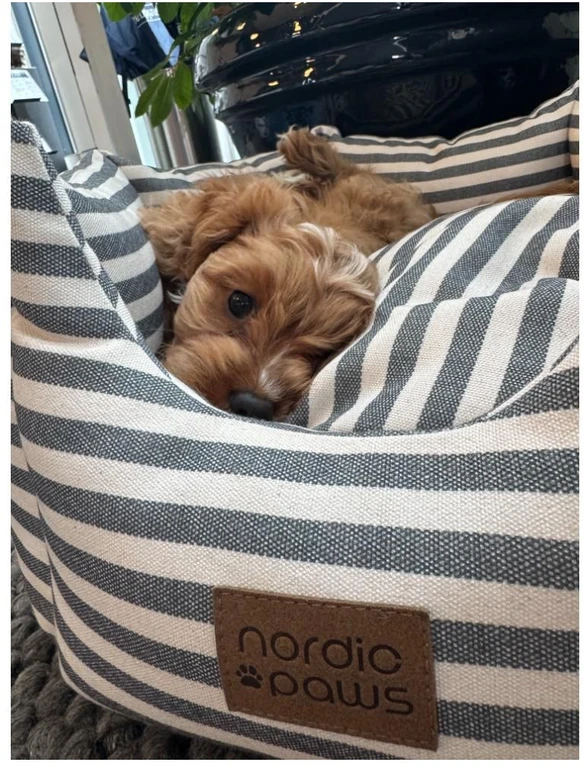 „Nordic Paws“ – „Bailey“ šuns guolis – pilkas – S – 55 x 55 x 24 cm