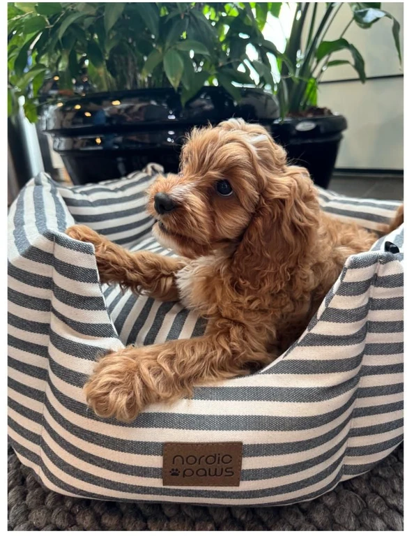 „Nordic Paws“ – „Bailey“ šuns guolis – pilkas – S – 55 x 55 x 24 cm