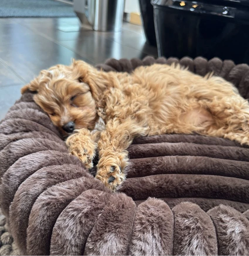 Nordic paws - Šuns guolis Ripple Comfort - Espresso - S