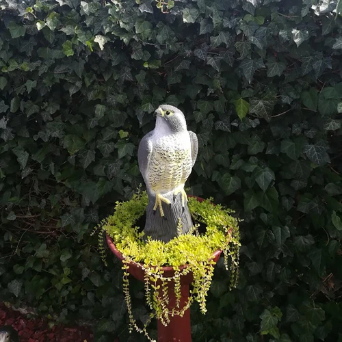 Repest Bird scarer - falcon 23421