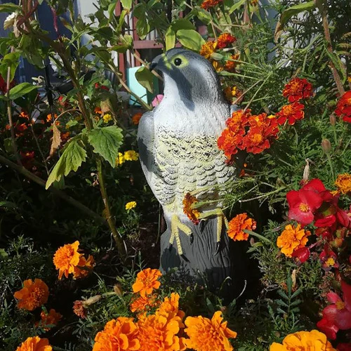 Repest Bird scarer - falcon 23421