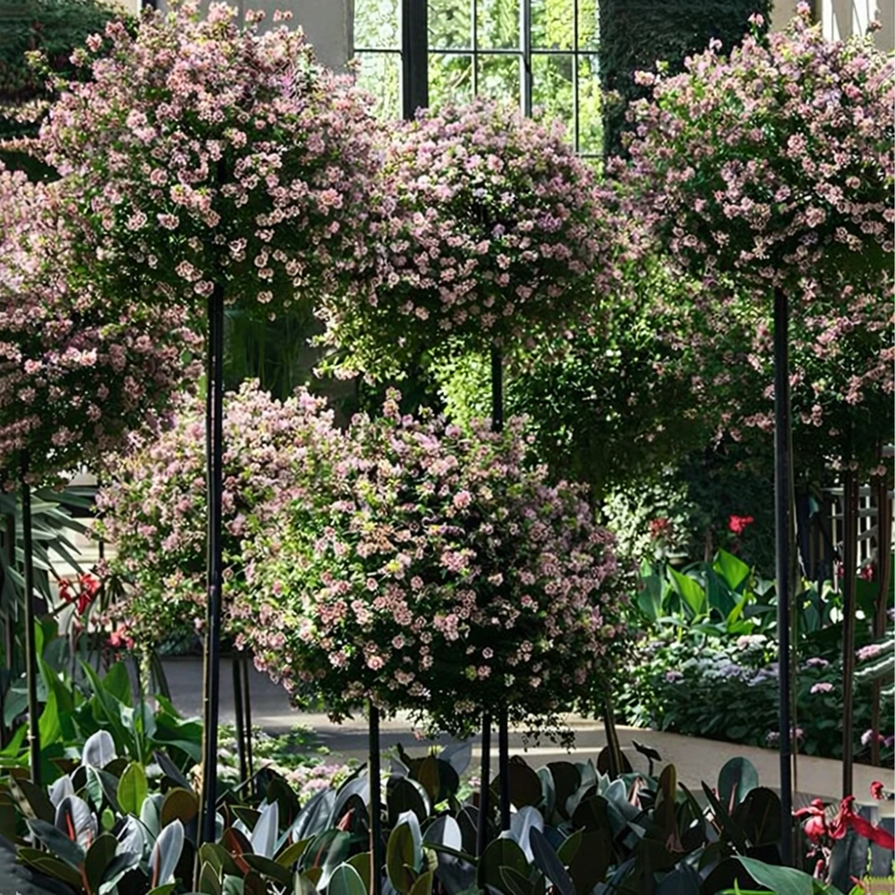 Pergola Sodo pergolės terasos metalinė atrama vijokliniams augalams, rožėms, 50x10 cm, juodos spalvos