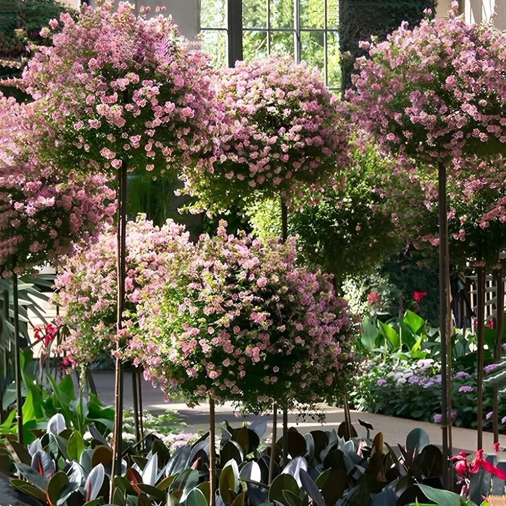 Pergola Sodo pergolės terasos metalinė atrama vijokliniams augalams, rožėms, 50x10 cm, baltos spalvos