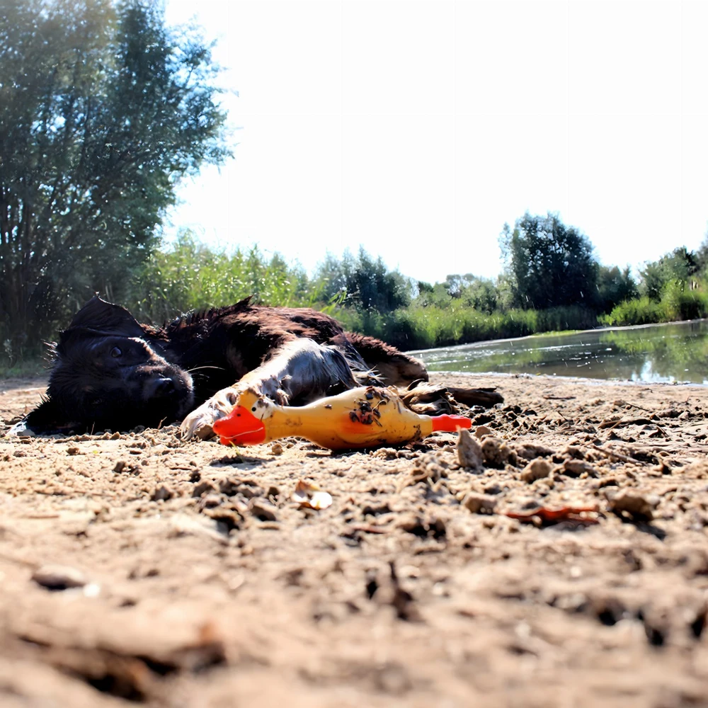 Piszcząca Cypinantis didelis guminis vištienos žaislas šunims ir šuniukams 22 cm