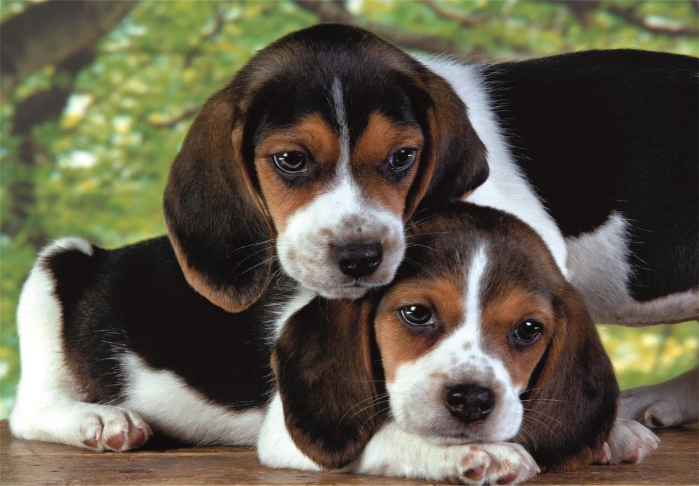Clementoni Dėlionė 500 vnt. - Maži šuniukai