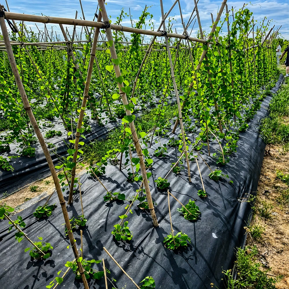 Realne Ceny Krzysztof Alchimionek Folia Ogrodowa Perforowana do Okrywania Ochrony Roślin su Otworami 0,95x10m
