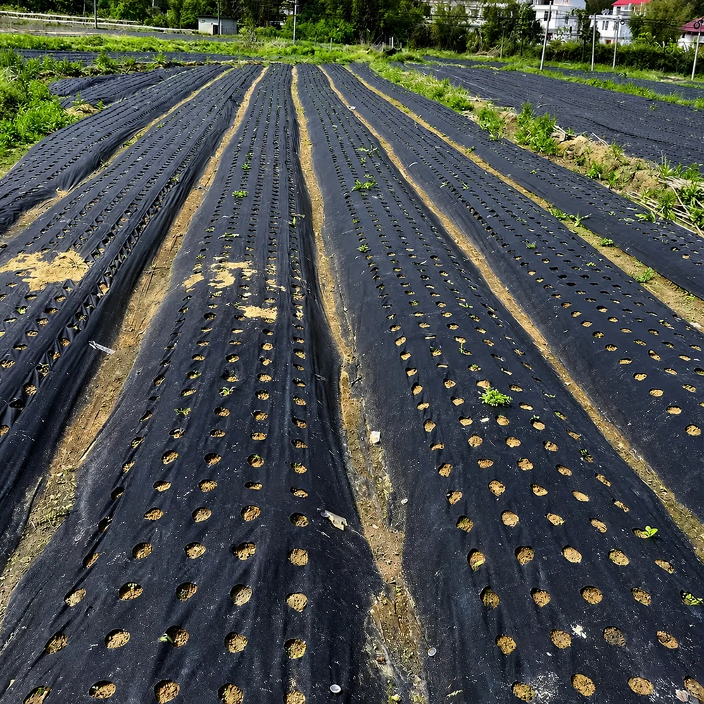Realne Ceny Krzysztof Alchimionek Folia Ogrodowa Perforowana do Okrywania Ochrony Roślin su Otworami 0,95x10m