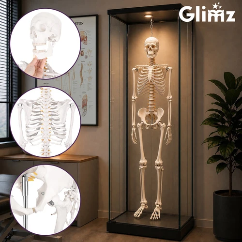 Human Skeleton - 170cm Glimz