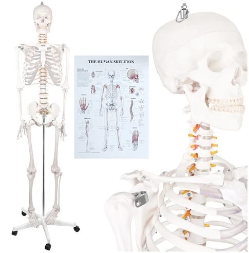 Human Skeleton - 170cm Glimz