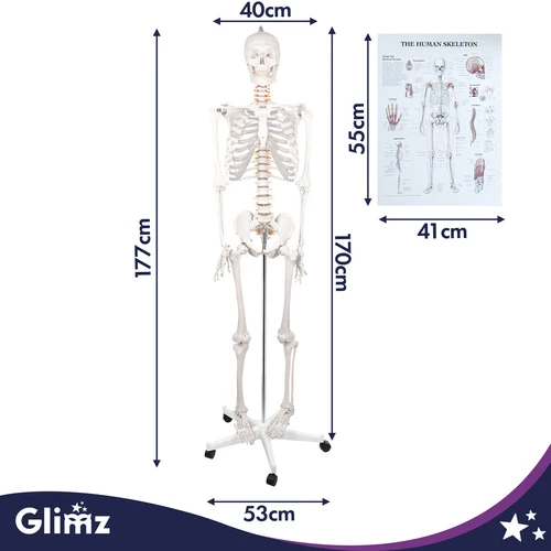 Human Skeleton - 170cm Glimz