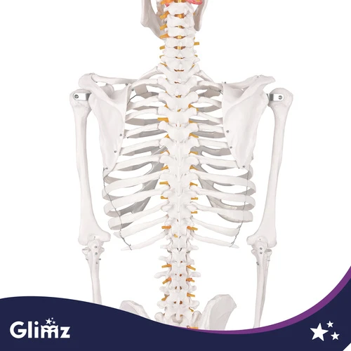 Human Skeleton - 170cm Glimz