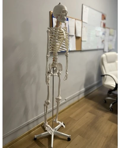 Žmogaus skeletas - 170 cm. Malatec 22583