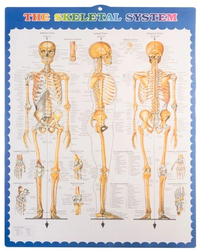 Žmogaus skeletas - 170 cm. Malatec 22583