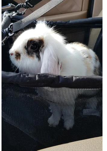 Dog Carrier for Seat Purlov 20973