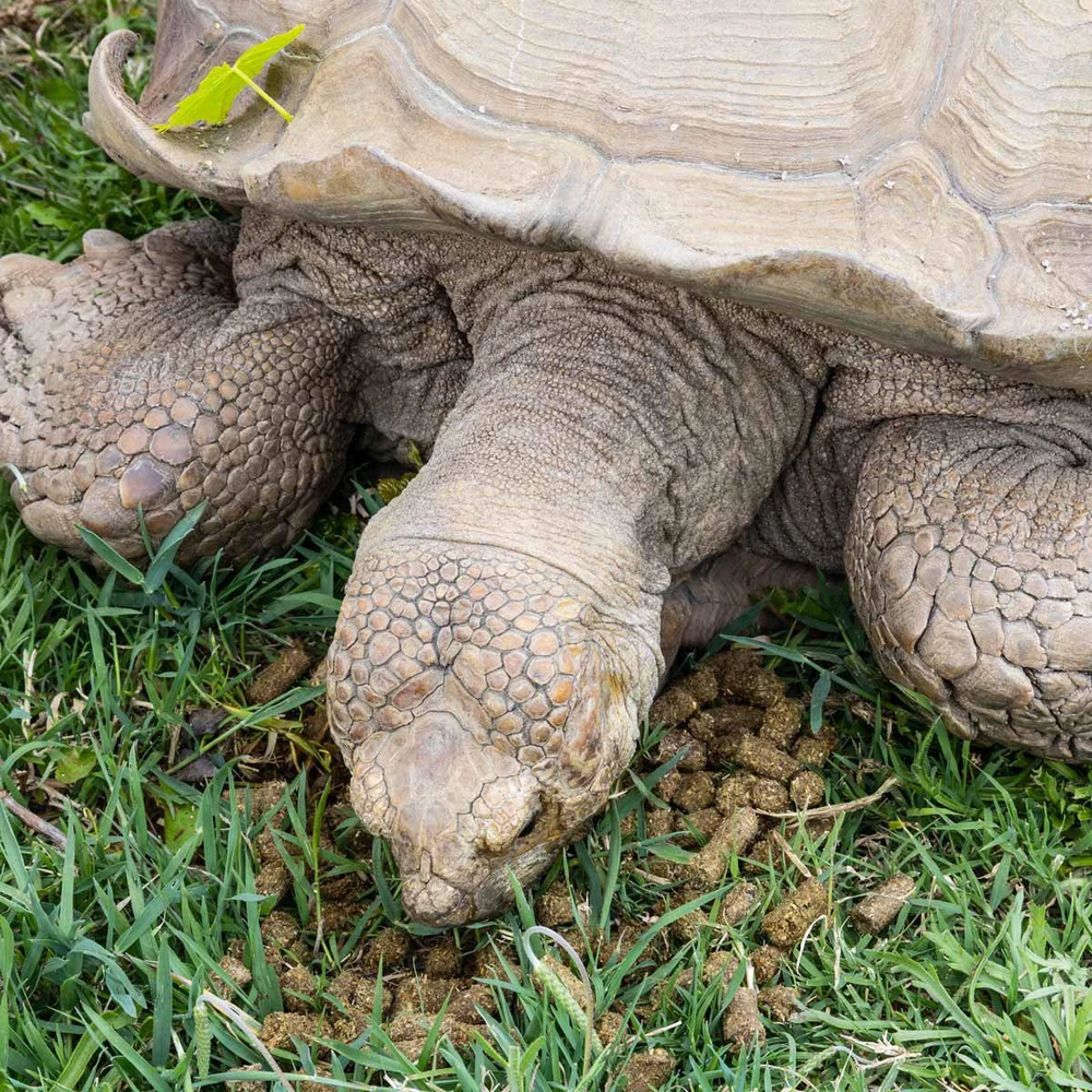 „Zoo Med“ – natūralus pievų vėžlių maistas – 425 g
