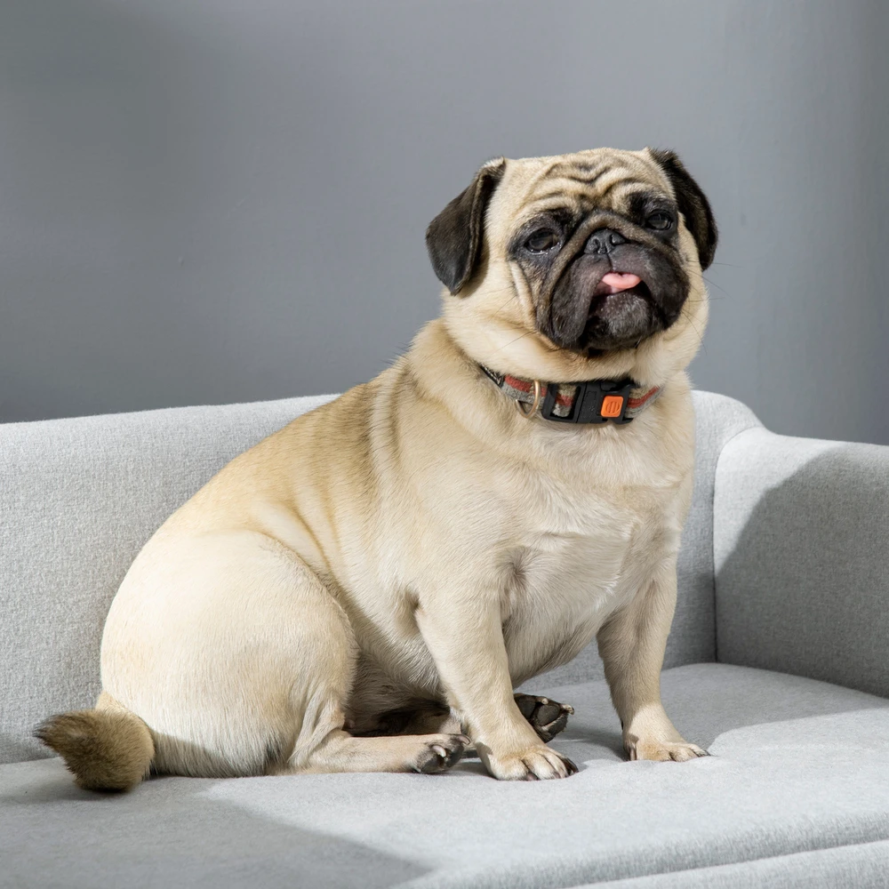Aosom Šviesiai pilka augintinio sofa su nuimama pagalvėle, iki 20 kg