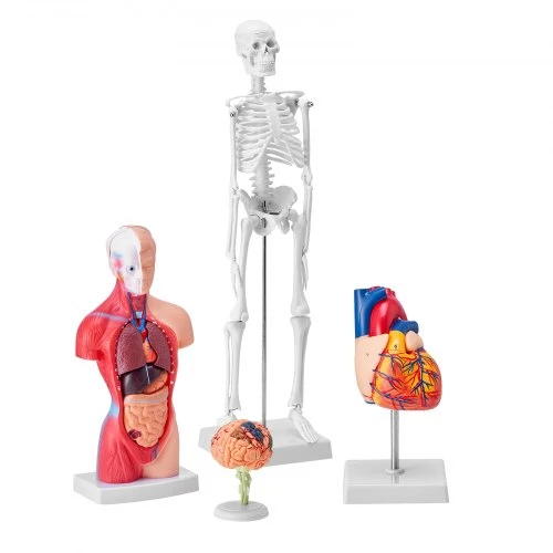 VEVOR Žmogaus anatomijos modelių rinkinys, 4 dalių: smegenys, liemuo, širdis ir skeletas