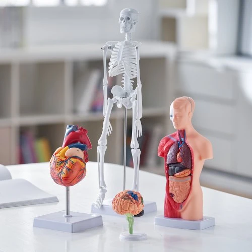 VEVOR Žmogaus anatomijos modelių rinkinys, 4 dalių: smegenys, liemuo, širdis ir skeletas
