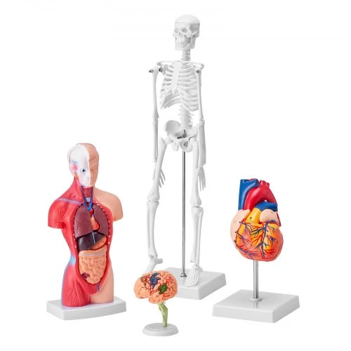 VEVOR Žmogaus anatomijos modelių rinkinys, 4 dalių: smegenys, liemuo, širdis ir skeletas