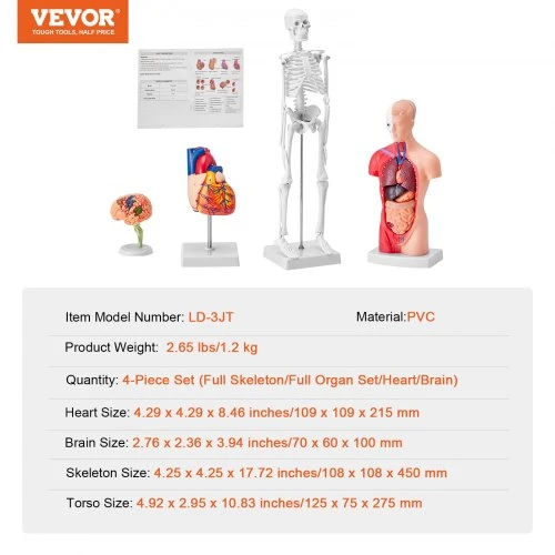VEVOR Žmogaus anatomijos modelių rinkinys, 4 dalių: smegenys, liemuo, širdis ir skeletas