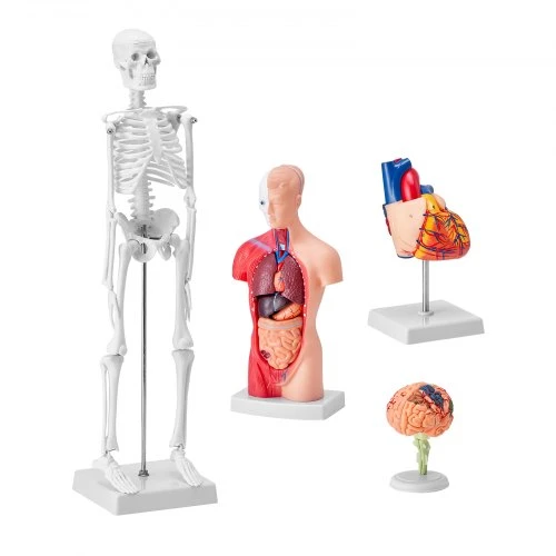VEVOR Žmogaus anatomijos modelių rinkinys, 4 dalių: smegenys, liemuo, širdis ir skeletas