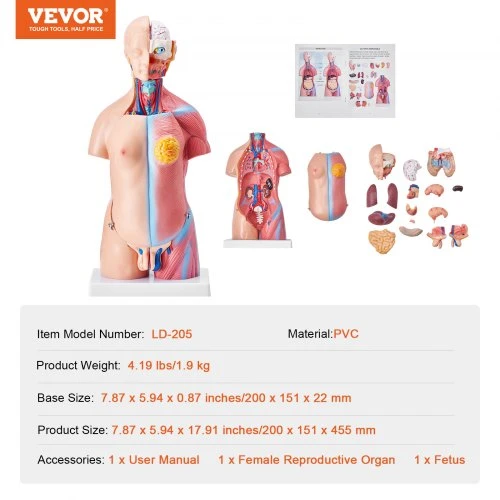 VEVOR Žmogaus kūno modelis, 23 dalių, 18 colių, liemens anatomijos modelis su nuimamais organais