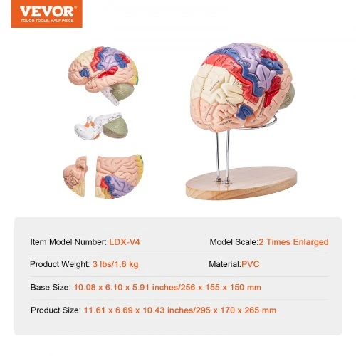 VEVOR Žmogaus smegenų modelis, 2 kartus padidintas, 4 dalių, su žymomis ir stovu
