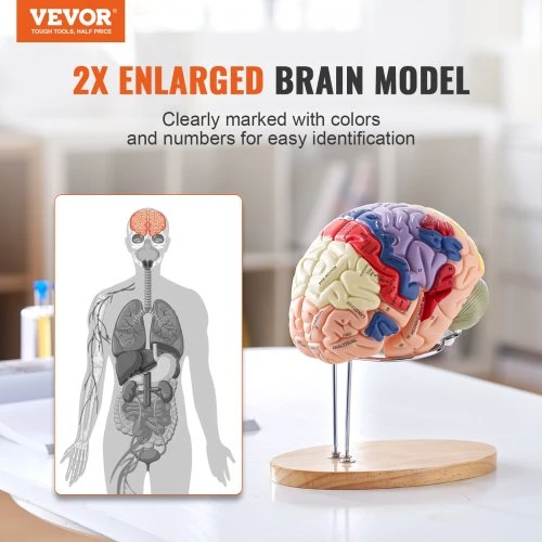 VEVOR Žmogaus smegenų modelis, 2 kartus padidintas, 4 dalių, su žymomis ir stovu