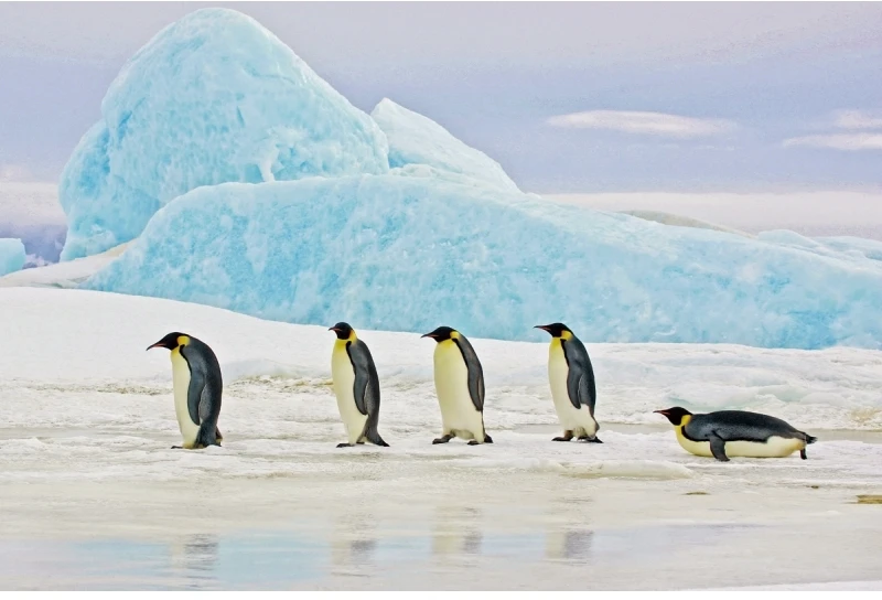 Signal Meble Signal Penguins paveikslas