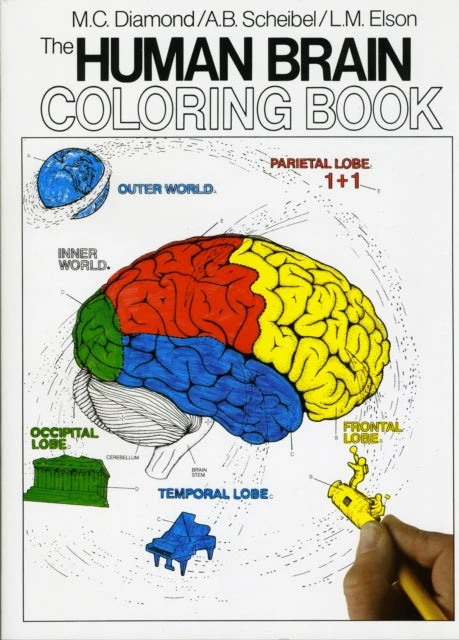 KNYGA Bookshop Human Brain Coloring Book
