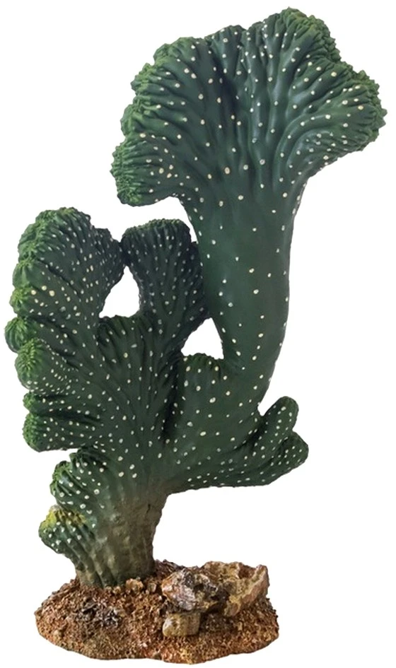 HOBBY kaktusas „Victoria“, 22 cm, terariumui