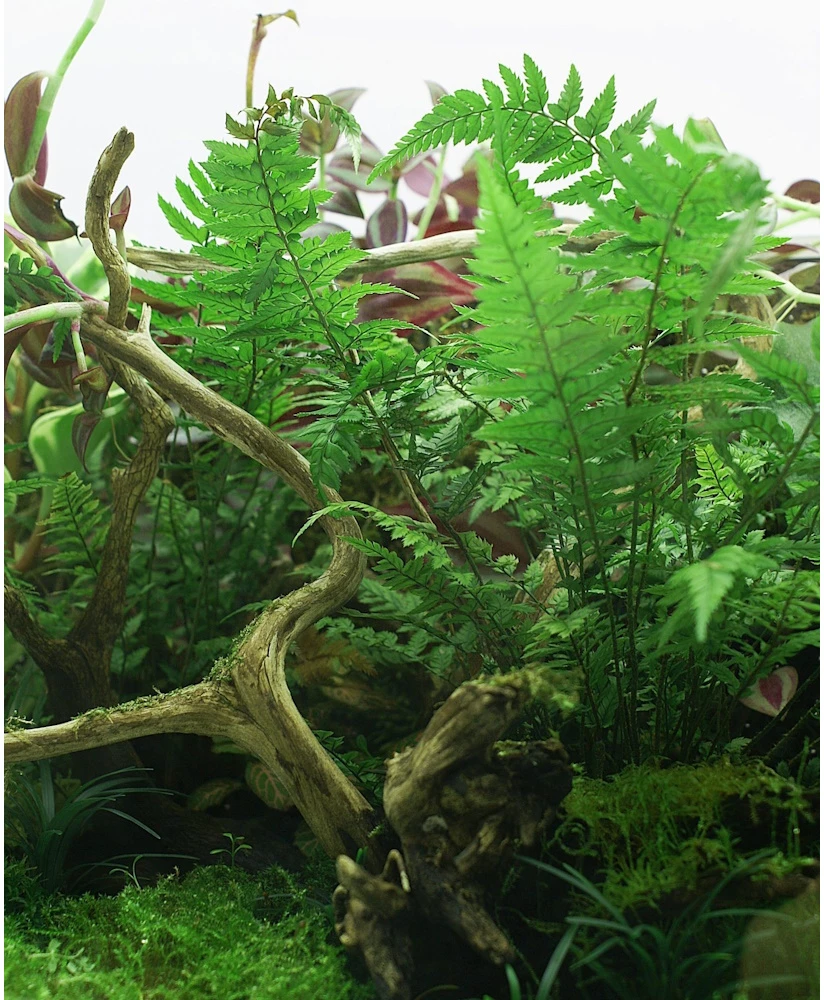 „Yokuchi Hohi Caps Terarium“ trąšų kapsulės - 10 vnt.