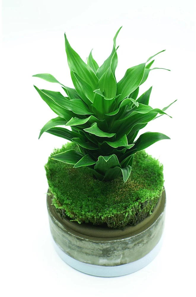 „Yokuchi Hohi Caps Terarium“ trąšų kapsulės - 10 vnt.