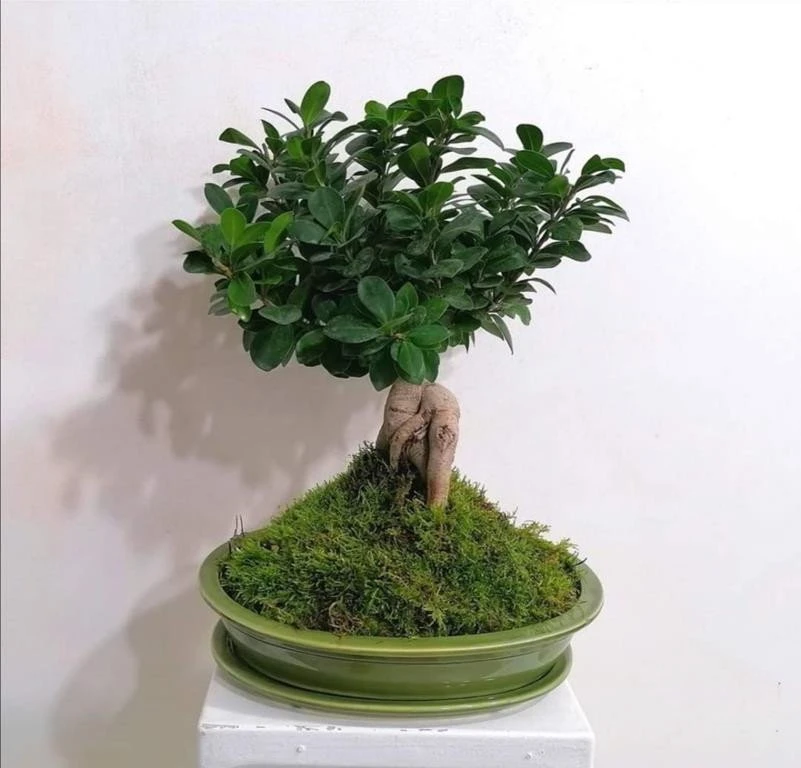 POLNIX Keraminis vazonas BONSAI, ovalus, žalias, 32x24 x 6(A) cm