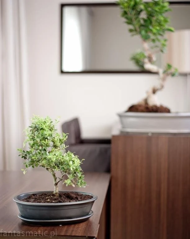 POLNIX Keraminis vazonas BONSAI, juodos sp., 19 x 13 cm