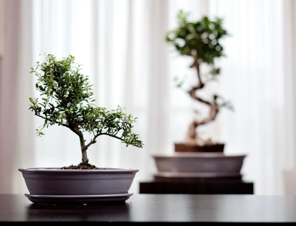 POLNIX Keraminis vazonas BONSAI, ovalus, kreminis, 25x18 x 6(A) cm