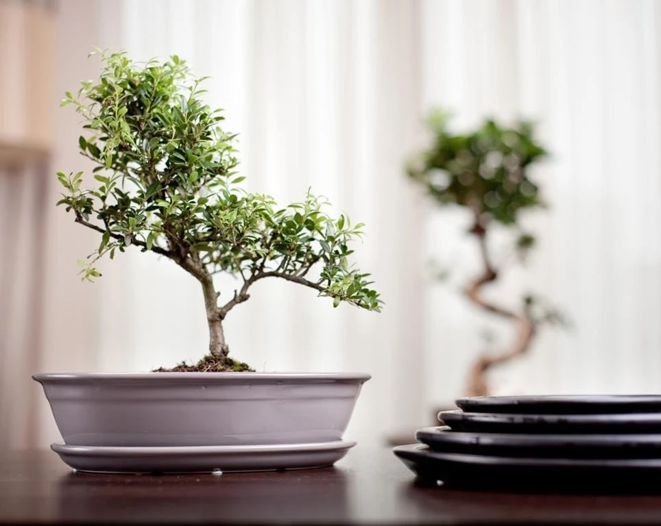 POLNIX Keraminis vazonas BONSAI, ovalus, kreminis, 25x18 x 6(A) cm