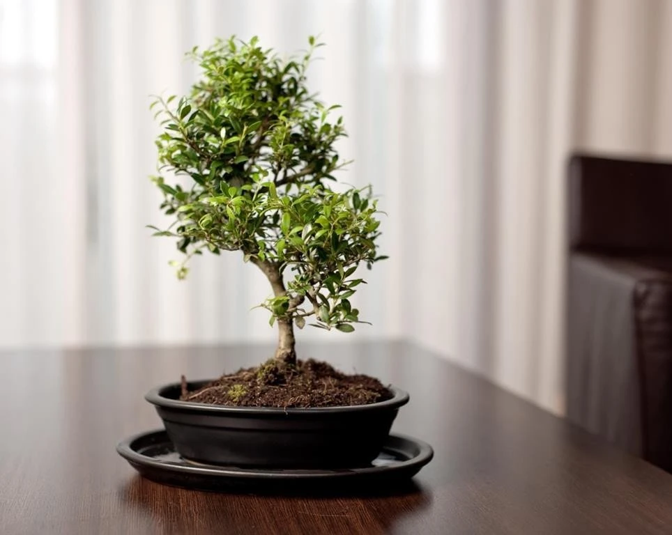 POLNIX Keraminis vazonas BONSAI, ovalus, juodas, 32x24 x 6(A) cm