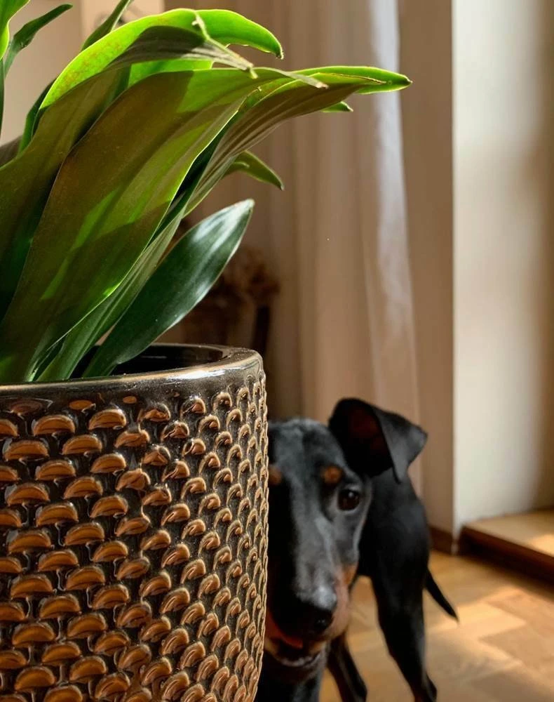 POLNIX Keraminis vazonas LA QUEMADA, apvalus, juodas, 17 x 16(A) cm