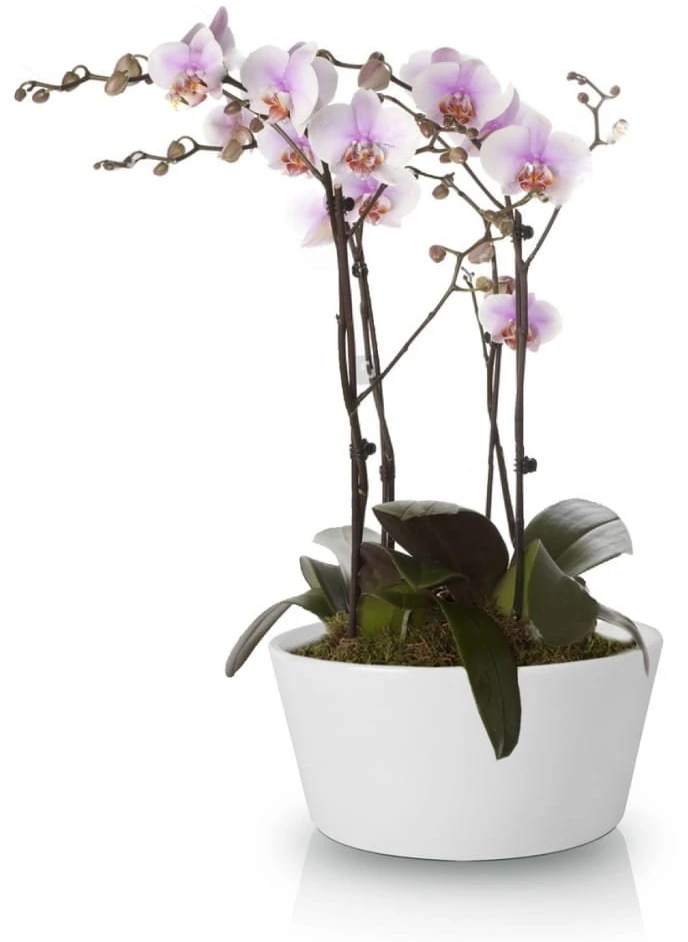 POLNIX Keraminis vazonas ORCHID, apvalus, baltas, 28 x 13(A) cm
