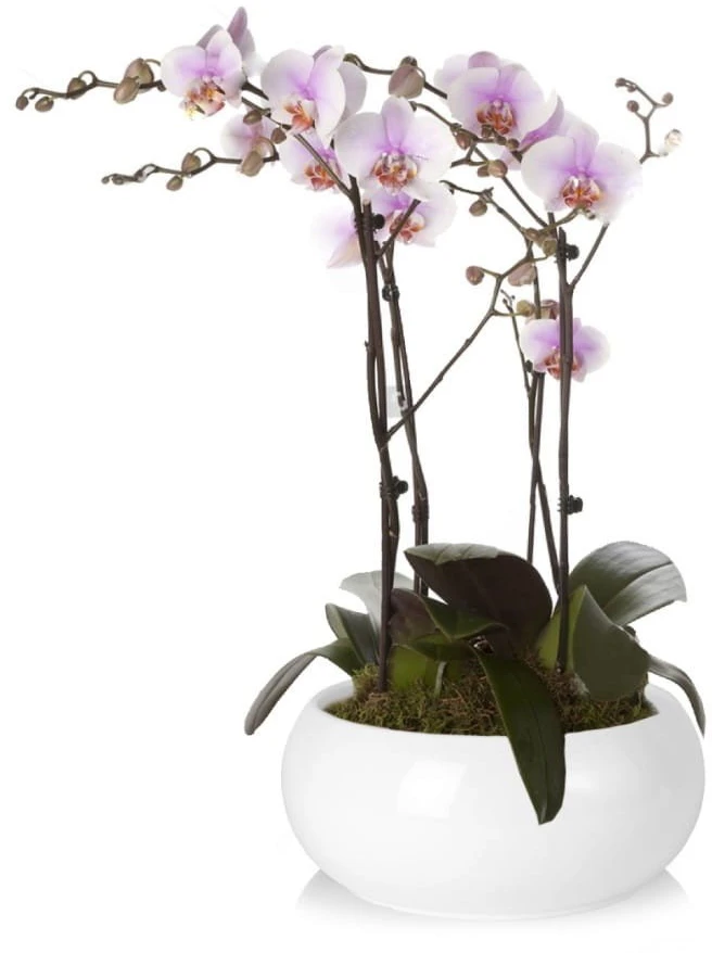 Polnix Dekoratyvinis gėlių vazonas Piano D14cm/H6cm baltas