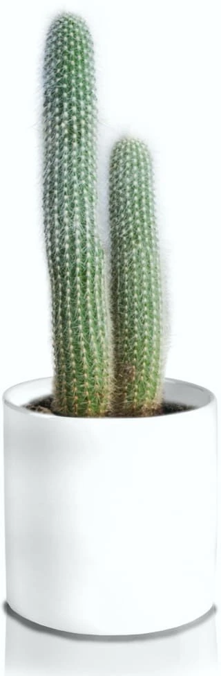 POLNIX Keraminis vazonas PIANO, apvalus, baltas, 16 x 15(A) cm