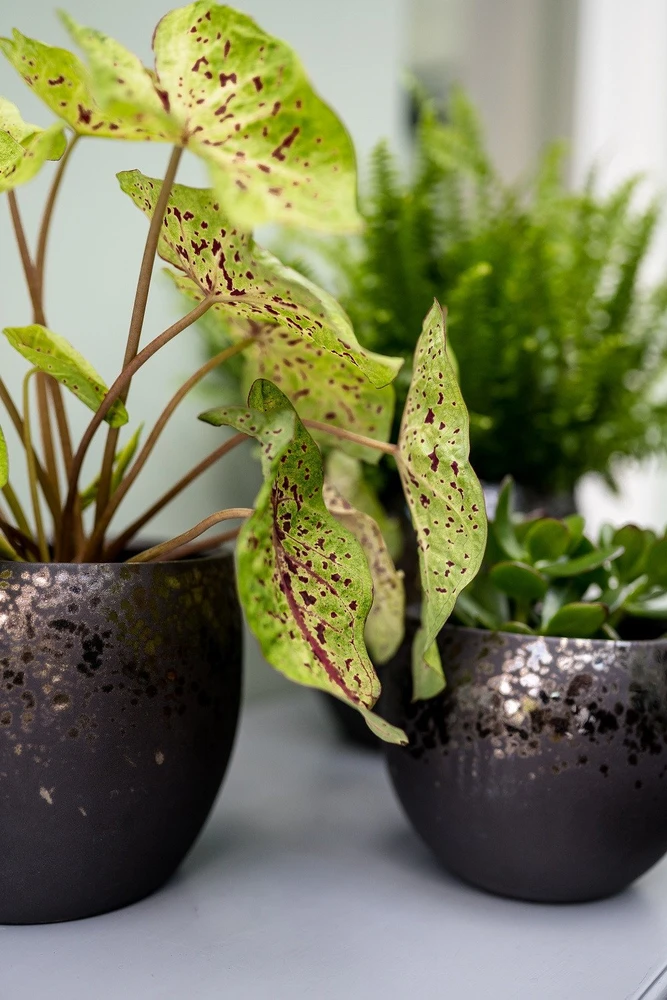 Ter Steege Keraminis vazonas KAE, apvalus, rudas, 17 x 13(A) cm
