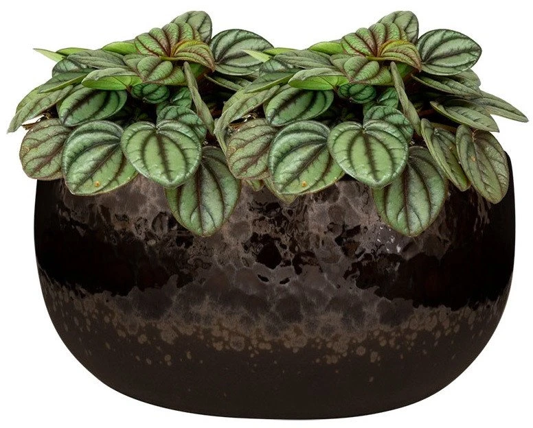 Ter Steege Keraminis vazonas KAE, apvalus, rudas, 22 x 13(A) cm