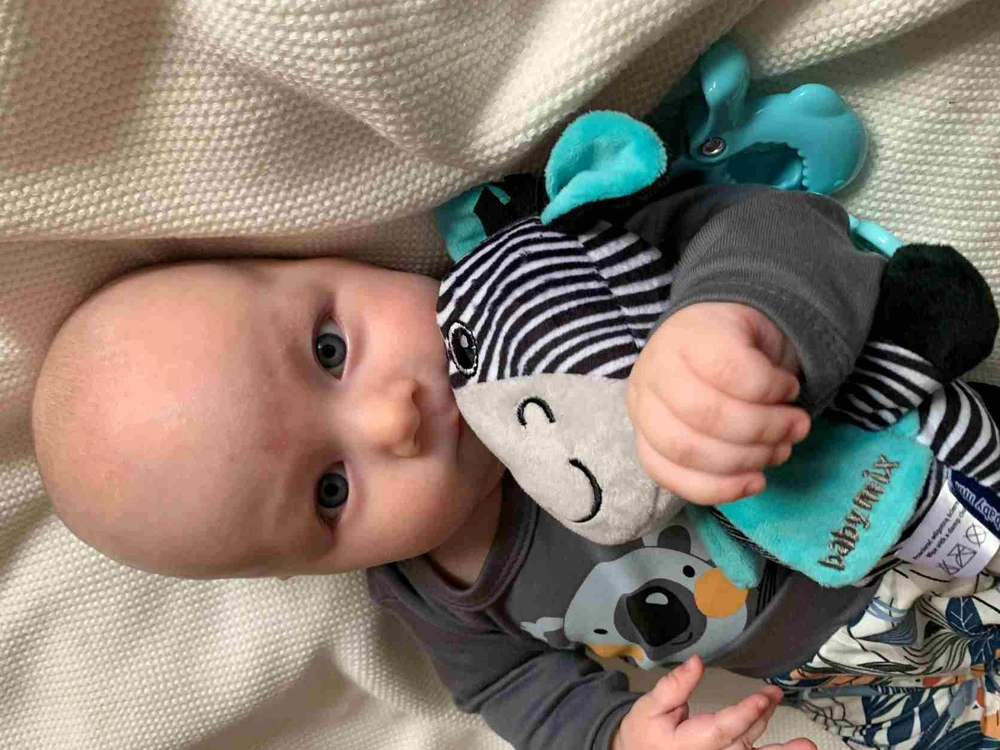 Lavinamasis pliušinis žaislas su segtuku Baby Mix zebras